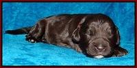 Coco Champ pups 1 wk old 221