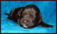 Coco Champ pups 1 wk old 241