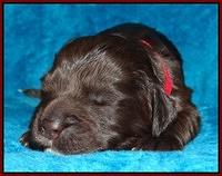 Coco Champ pups 1 wk old 251