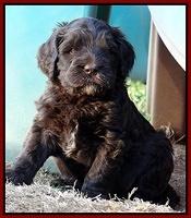 Coco Champ pups 5 wks old 1 022