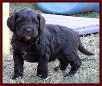 Coco Champ pups 5 wks old 291