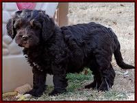 Coco Champ pups 7 wks old 431