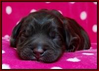 Coco Champ pups newborn 058