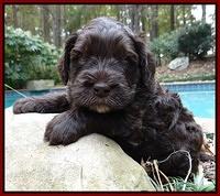 Coco champion pups 4 wks old 046