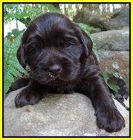 Coco Champ pups 3 wks old 070