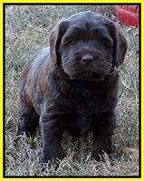 Coco Champ pups 5 wks old 351