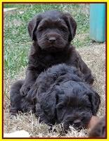 Coco Champ pups 5 wks old 371