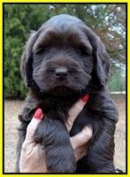 Coco Champ pups 6 wks old 026
