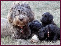 Coco Champ pups 5 wks old 401