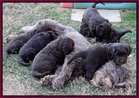 Coco Champ pups 5 wks old 41