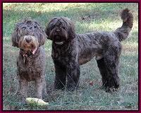 Coco Champ pups 5 wks old 431