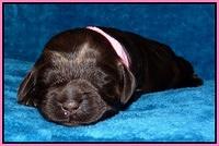 Darling Hero pups 1 wk old 71