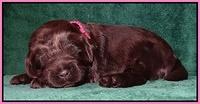 Darling Hero pups 2 wks old 007