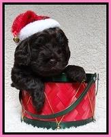 Darling Hero pups 4 wks old 015