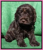 Darling Hero pups 5 wks old 11