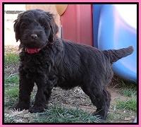 Darling Hero pups 5.2 weeks 11