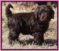 Darling Hero pups 7 wks old 71