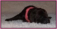 Darling Hero pups newborn 007
