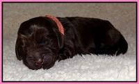 Darling Hero pups newborn 1 007