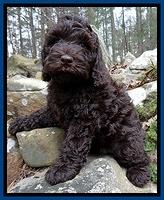 Darling Hero Pups 8 wks old 019