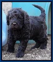 Darling Hero pups 5 wks old 002
