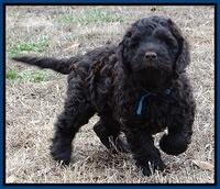 Darling Hero pups 7 wks old 41