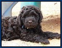 Darling Hero pups 7 wks old 51