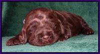 Darling Hero pups 2 wks old 021