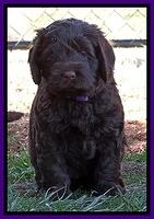 Darling Hero pups 5 wks old 023