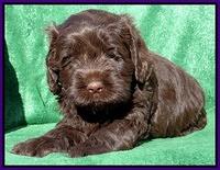 Darling Hero pups 5 wks old 101