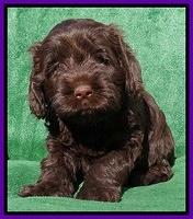 Darling Hero pups 5 wks old 121