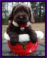 Darling Hero pups 6 wks old 101