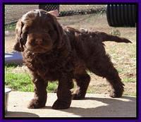 Darling Hero pups 7 wks old 141