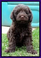 Darling Hero pups 7 wks old 161