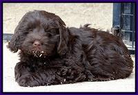 Darling Hero pups 7.5 weeks old 231