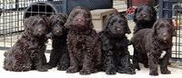 Darling Hero pups 7.5 weeks old 301