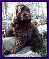 Darling Hero pups 8 weeks old 016