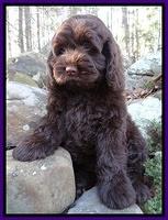 Darling Hero pups 8 weeks old 018