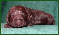 Darling Hero pups 2 wks old 037