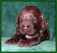 Darling Hero pups 2 wks old 038