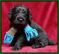 Darling Hero pups 3 wks old 111