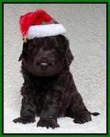Darling Hero pups 4 wks old 045
