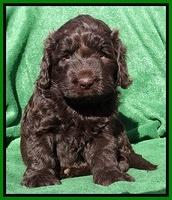 Darling Hero pups 5 wks old 161