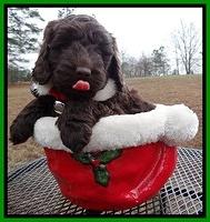 Darling Hero pups 6 wks old 181