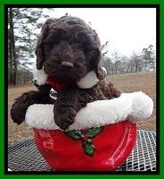 Darling Hero pups 6 wks old 201