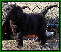 Darling Hero pups 7 wks old 211