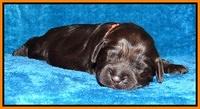 Darling Hero pups 1 wk old 12