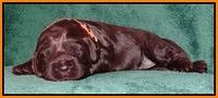 Darling Hero pups 2 wks old 049