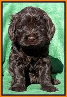 Darling Hero pups 5 wks old 201