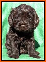 Darling Hero pups 5 wks old 211